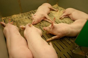 Dėl kiaulių maro viename ūkyje nugaišinta daugiau kaip 50 kiaulių