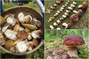 Grybautojai namo tempia pilnus krepšius baravykų: atskleidė, kur tiek rado