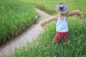 Kaip apsaugoti uogas nuo paukščių: veiksmingi patarimai