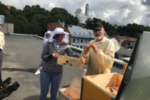 Tyrimo rezultatai: miesto bičių medus – puikios kokybės