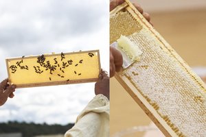 Ištyrė Kaune ir Klaipėdoje suneštą medų: pastebėjo vieną ryškų skirtumą