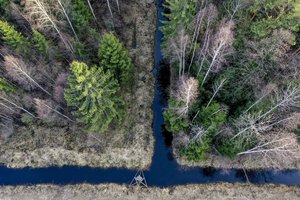 Miškų urėdijos vadovas M. Pulkauninkas traukiasi iš posto