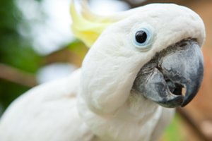 Tyrimas apie papūgas atskleidė sensacingą faktą: dėl vieno dalyko jos panašios į žmones
