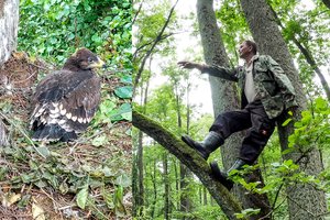 Dzūkas sename miške iškėlė lizdą gandrams – po pusmečio aptiko netikėtus gyventojus