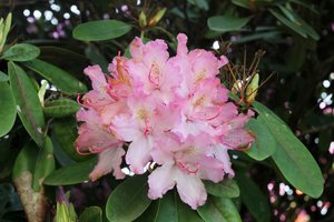 Norite vešlių rododendrų? Rinkitės pavėsingas vietas