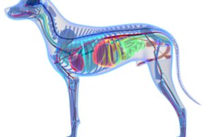 Atskleista, koks maistas šunims sukelia mirtiną širdies ligą