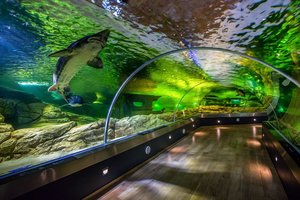 Nemokamas muziejų lankymas paskutinį mėnesio sekmadienį padidino lankytojų srautus