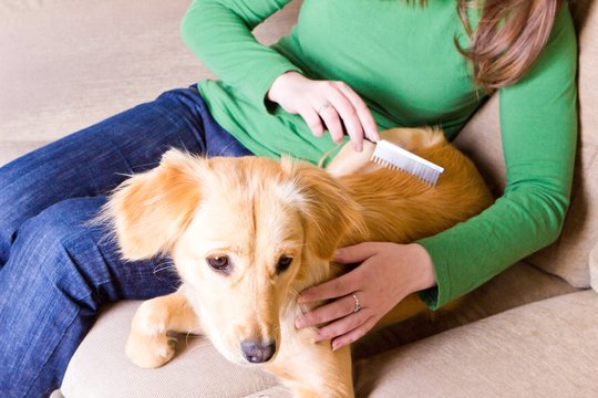 Atsakymas į klausimą, kaip dažnai šukuoti šunį