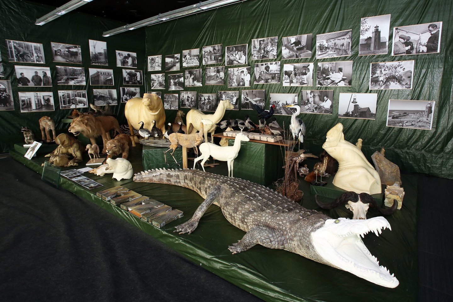 Naujos ekspozicijos sudarytojai teigia, kad panašios krokodilo žmogėdros iškamšos niekur kitur nerasi.<br>M.Patašiaus nuotr.