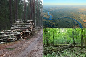 Gamtininkas atvirai papasakojo, kas vyksta itin vertingame Punios šile