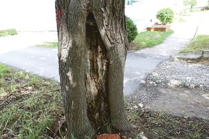 Praeivius nustebino ženklas ant medžio: ką tai reiškia?