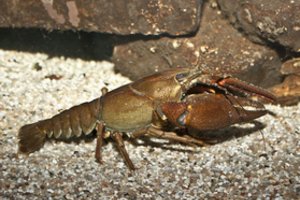 Susirūpino ypatingo gyvio išsaugojimu: tirs kelis šimtus Lietuvos telkinių