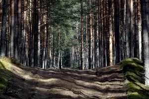 Dėl ketinimų riboti miško žemės pirkimą – institucijų ir Seimo narių perspėjimai