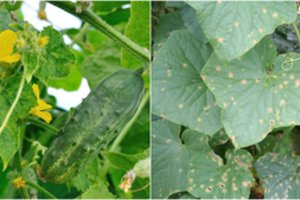 Po kelių eksperimentų pagėgiškė suprato, kodėl geltonuoja agurkų lapai