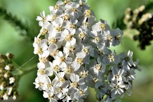 Metas prisirinkti kraujažolių: pravers ir susirgus, ir virtuvėje