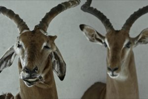 Festivalį „Baltijos banga” Juodkrantėje pradės po pasaulį keliaujantis Aistės Žegulytės filmas