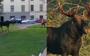 Klaipėdoje pasirodęs briedis sukėlė paniką – išsigandęs žmogus lipo į medį 