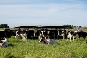 Lietuvos pieno gamintojai ne iš gero gyvenimo ieško supirkėjų užsienyje