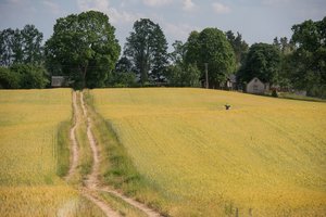 Ūkininkus pasieks pirmosios išmokos už sausrą
