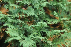 Spygliuočiai greta namo: kodėl verta juos auginti