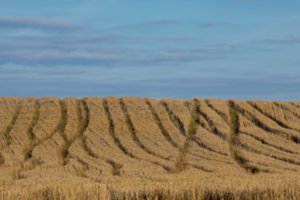 Startuoja paskutinis vasaros mėnuo: svarbiausi rugpjūčio darbai darže ir sode