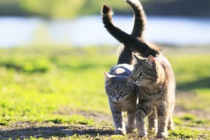 Kodėl jūsų katė jums atkišo pasturgalį?