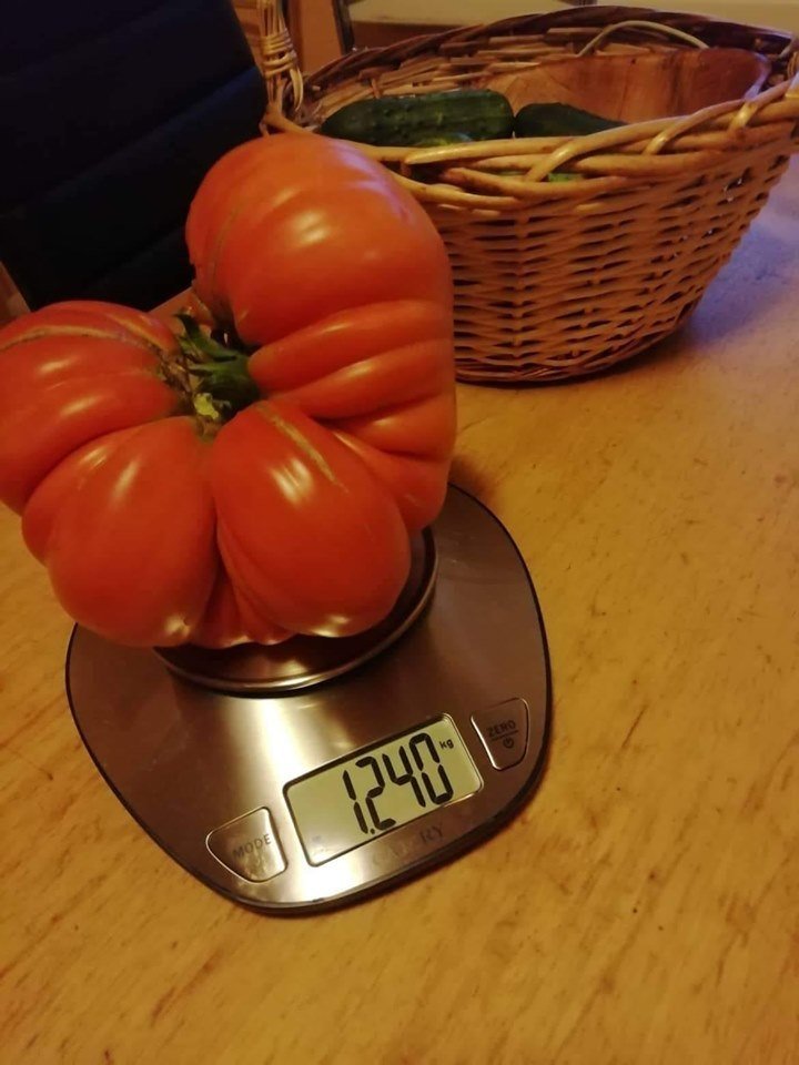 Ūkininkė išaugino pomidorą, kuris sveria daugiau nei kilogramą.<br>Skaitytojos Linos nuotr.