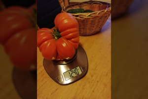 Suvalkietės darže užaugo pomidoras-monstras: išdavė paslaptį