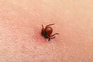 Daliai Lietuvos gyventojų kitąmet žadama kompensuoti skiepus nuo erkinio encefalito