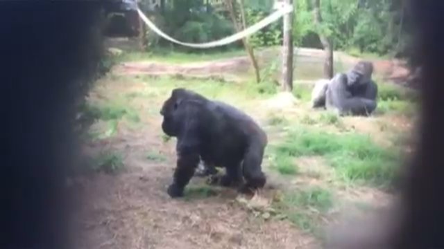 Nugaišo seniausia pasaulyje nelaisvėje laikyta gorila