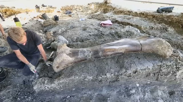 Unikalus radinys Prancūzijoje:  aptiko dviejų metrų ilgio dinozauro šlaunikaulį