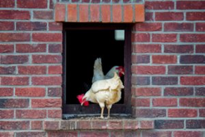 Suskaičiavo, kiek Lietuvoje vištos sudeda kiaušinių, o karvės duoda pieno