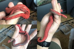 Radinys Jonavos raj. miške įsiutino biologą: tai – antžmogių darbas