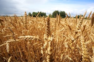 Javapjūtė įsilinguoja, ūkininkai nedejuoja: derlius geras