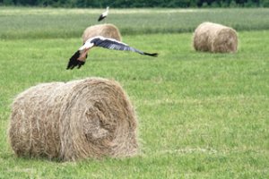Dėl keistų valdžios sprendimų velkamės ES uodegoje – vieni pūdo tai, ko kitiems trūksta