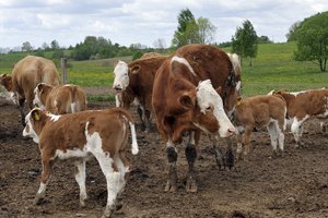 Lietuvos mėsinių galvijų augintojai rengiasi ketvirtajai parodai