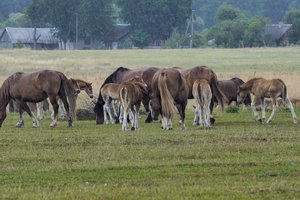 Mūsų šalyje mažėja gyvulių bandų
