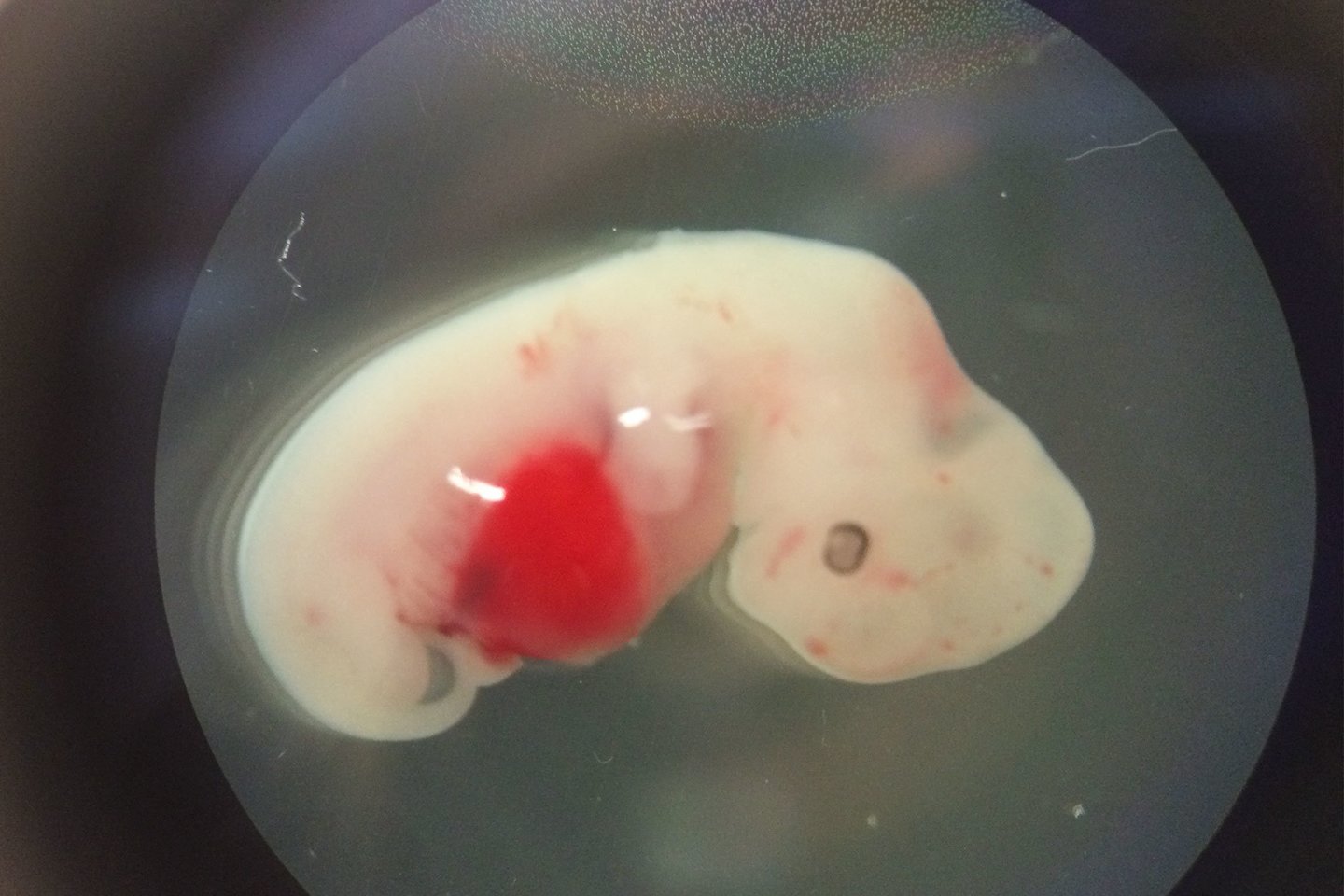  Ankstesniuose eskperimentuose sukurtas žmogaus ir kiaulės hibrido embrionas.<br>Juan Carlos Izpisua Belmonte nuotr.