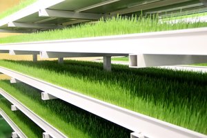 Biržuose karvėms pateikė neįprasto pašaro: lietuviams rezultatai patiks