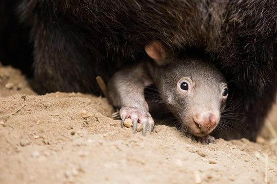 Australija tiria vienos poilsiavietės organizuotas vombatų medžiokles