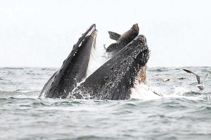 Banginiui netyčia teko paragauti jam neįprasto maisto