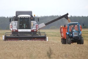 Javapjūtės rezultatai nedžiugina nei kiekybe, nei kokybe