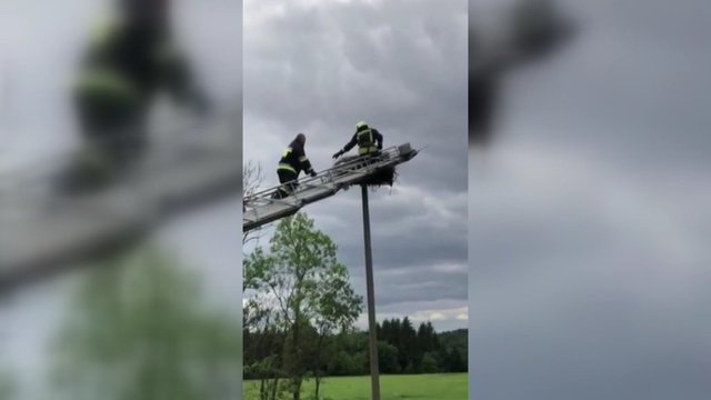 Nufilmuota gandriuko gelbėjimo operacija – į įvykio vietą skubėjo ugniagesiai