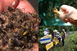 Rusijoje – tragiška padėtis: negyvas bites semia saujomis, ore tvyro puvėsių tvaikas