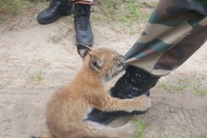 Pasieniečių darbą sutrikdė lūšies jauniklis: prireikė skubios pagalbos