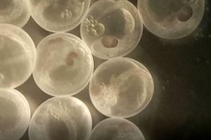 Europiečiai sukūrė žmogaus ir beždžionės hibridą — kas bus toliau?