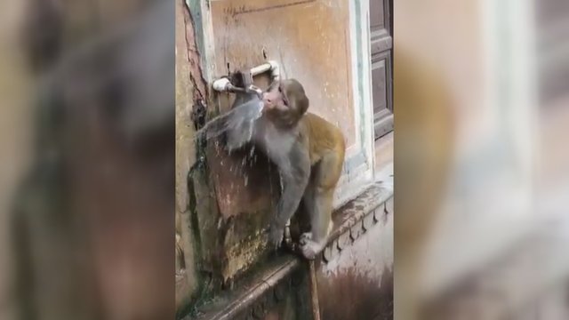 Nustebsite pamatę, kokiu būdu beždžionė taupo vandenį