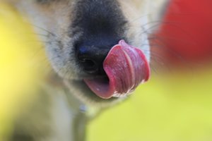 Po šuns lyžtelėjimo moteris paniro į komą, jai amputuotos galūnės