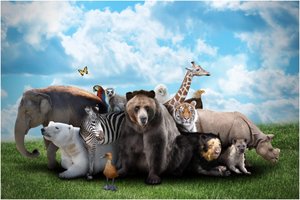 25 faktai apie gyvūnus, kurie jus nustebins