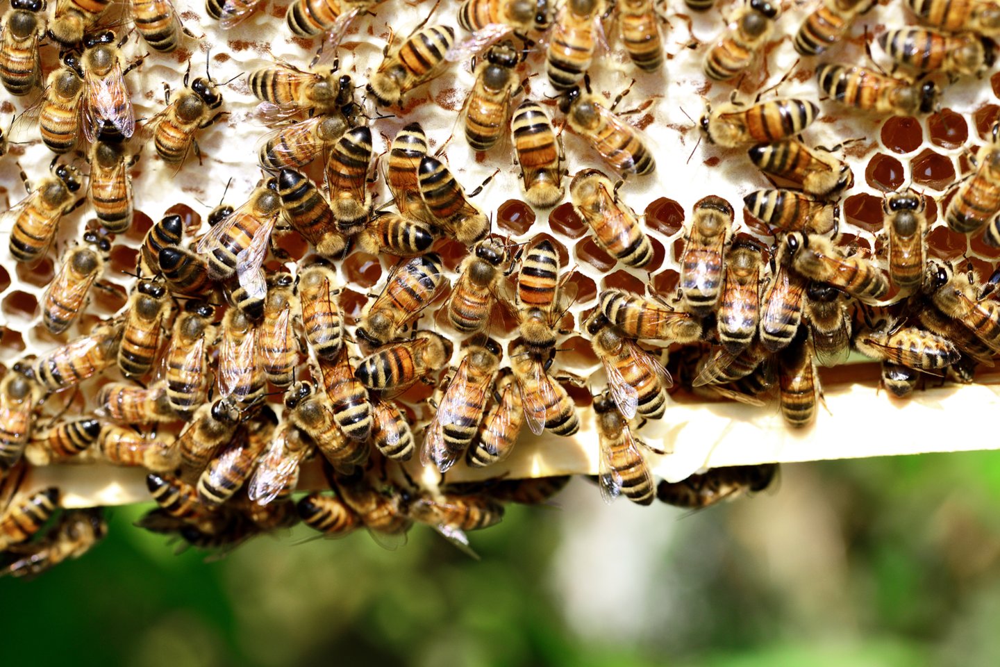 Gruzijos kalnuose bitės siurbia žydinčių kaštonų nektarą. 